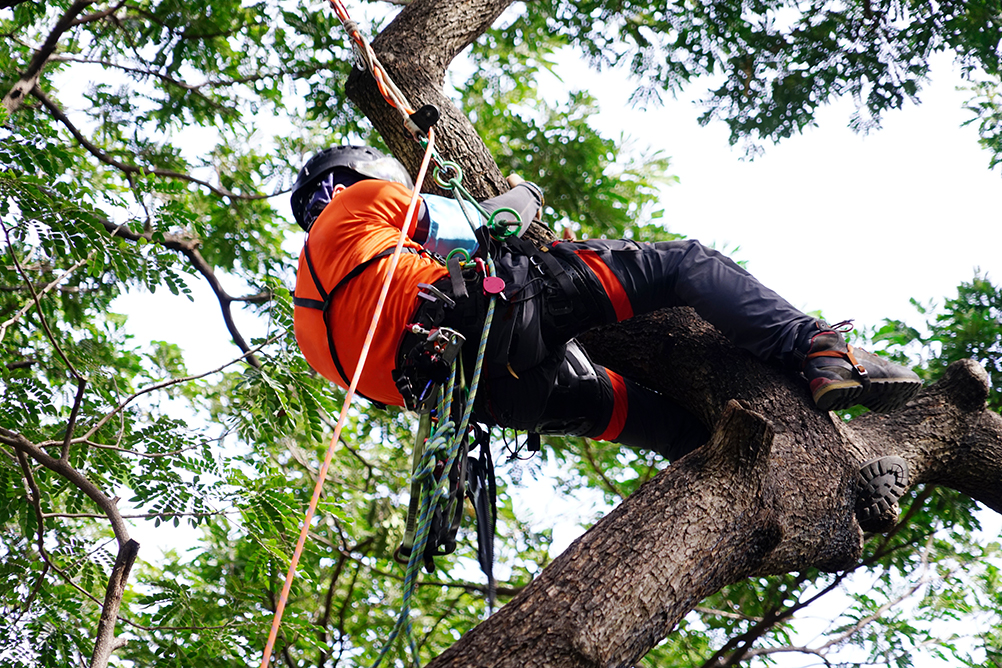 Tree Surgeons in West Sussex and Midhurst